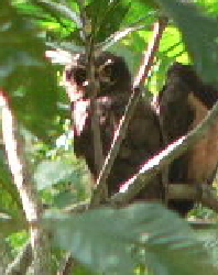 Spectacled Owl